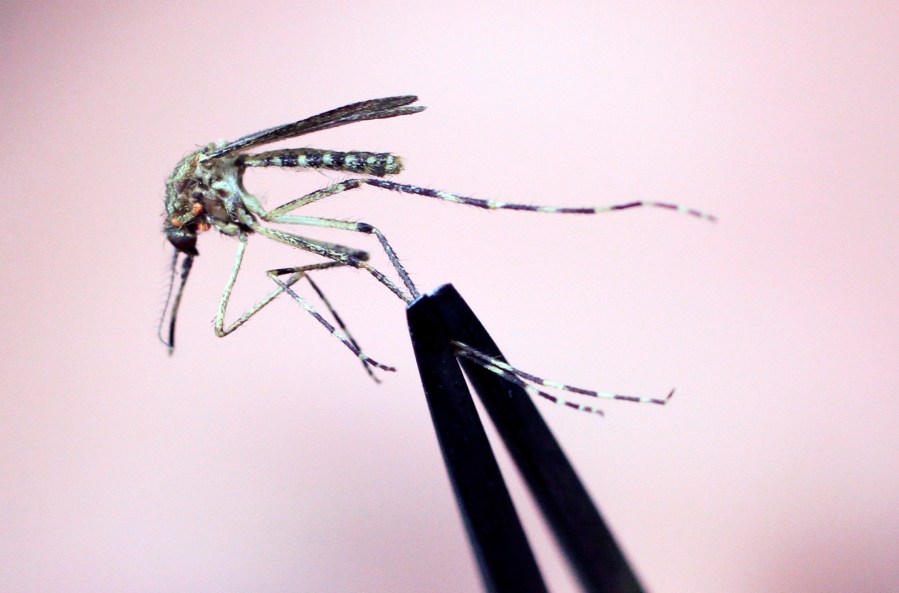 FILE — A Cattail mosquito is held up for inspection Wednesday, Sept. 8, 2010, at the Maine Medical Center Research Institute, in South Portland, Maine. (AP Photo/Pat Wellenbach, File)