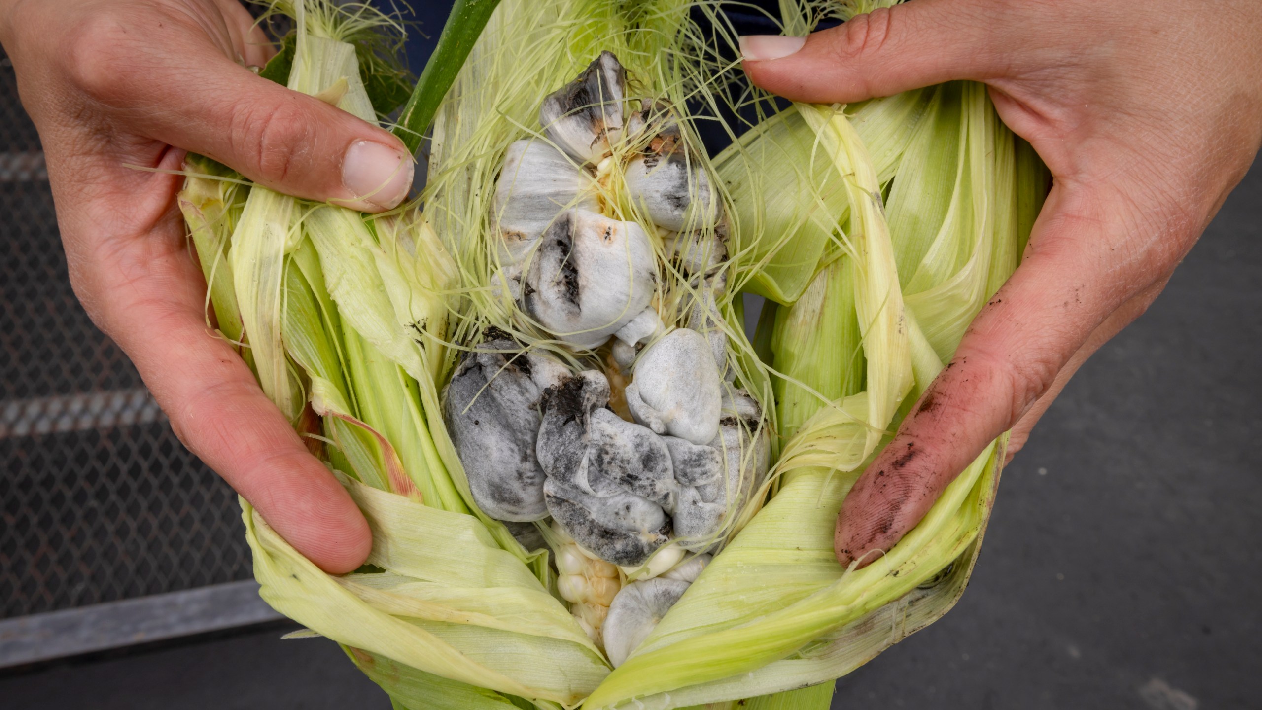 Lea Zeise, one of Ohe·laku's co-coordinators of the non-profit that works with the families planting crops, shows a cob of white corn in its green corn stage with a fungus called smut on the Oneida Nation Reservation, Friday, Aug. 30, 2024, in Oneida, Wis. (AP Photo/Mike Roemer)