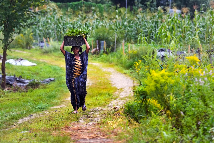 Farmer Khadija Aliow, a refugee from Somali, carries vegetables grown on her plot to be cleaned and packaged at Fresh Start Farm, Aug. 19, 2024, in Dunbarton, N.H. (AP Photo/Charles Krupa)