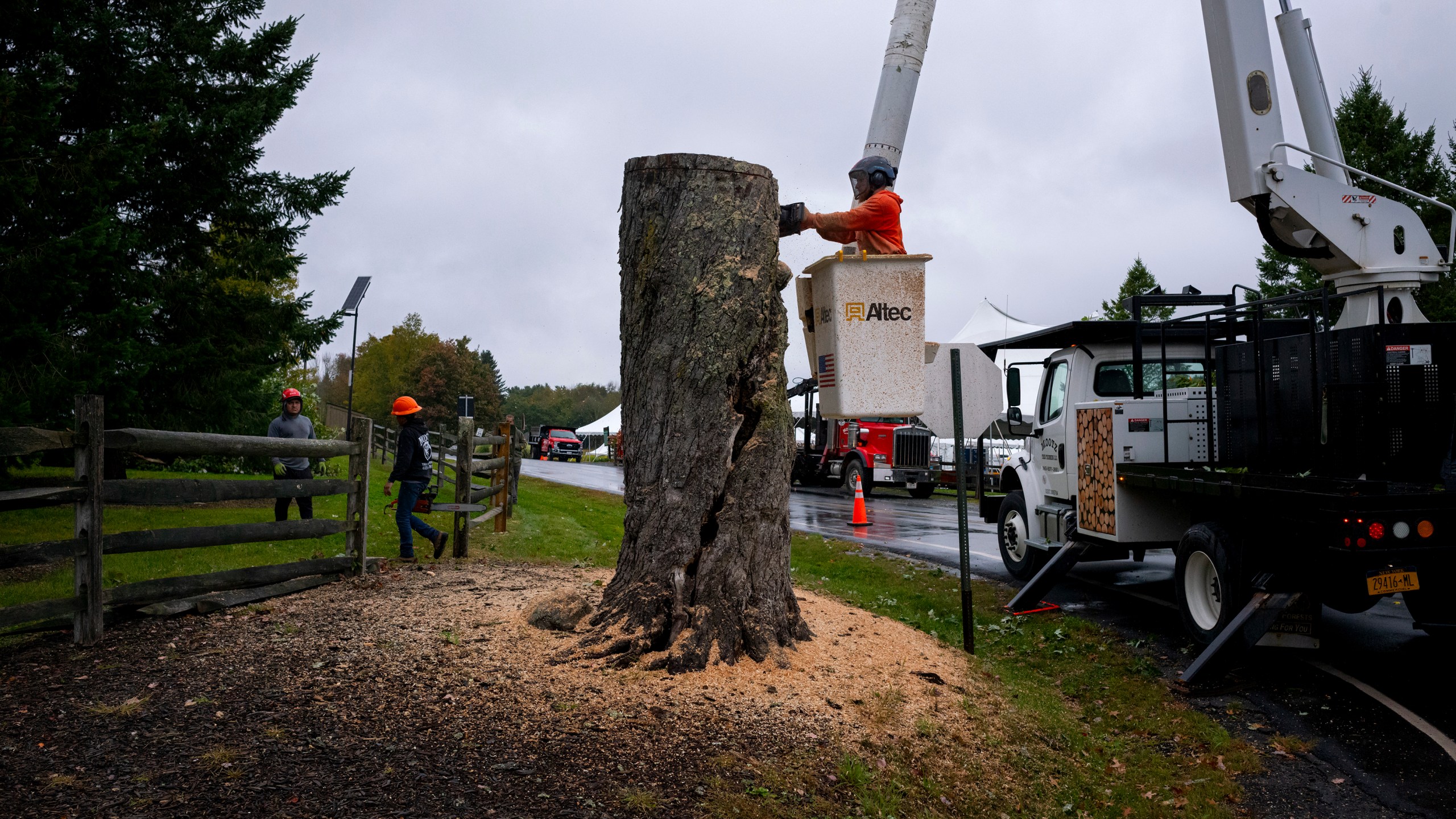 The Message Tree, a tree at the legendary 1969 Woodstock festival used by concertgoers as a sort of message board, is cut down Wednesday, Sept. 25, 2024, at Bethel Woods Center for the Arts in Bethel, N.Y., site of the storied 1969 concert and arts festival. (AP Photo/Craig Ruttle)