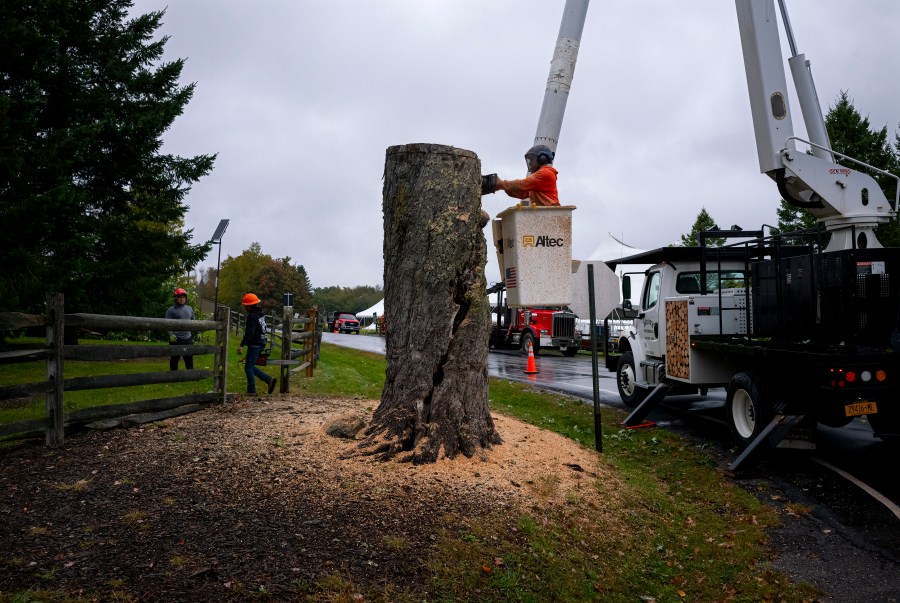 The Message Tree, a tree at the legendary 1969 Woodstock festival used by concertgoers as a sort of message board, is cut down Wednesday, Sept. 25, 2024, at Bethel Woods Center for the Arts in Bethel, N.Y., site of the storied 1969 concert and arts festival. (AP Photo/Craig Ruttle)