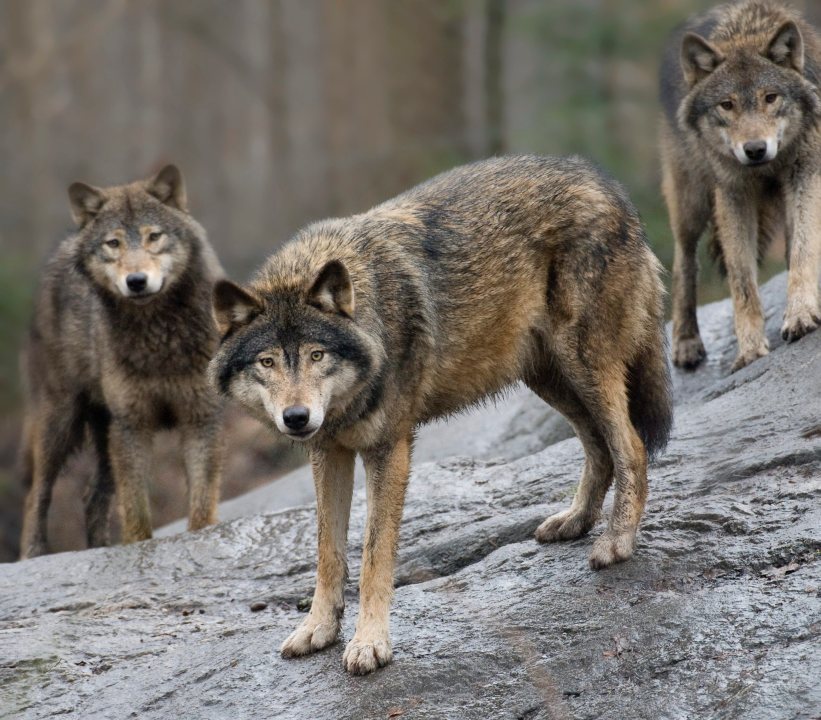 FILE - In this April 9, 2009 file photo, Swedish wolves are pictured at Skansen Zoo, in Stockholm. (AP Photo/Jonas Ekstromer/Scanpix Sweden, File)