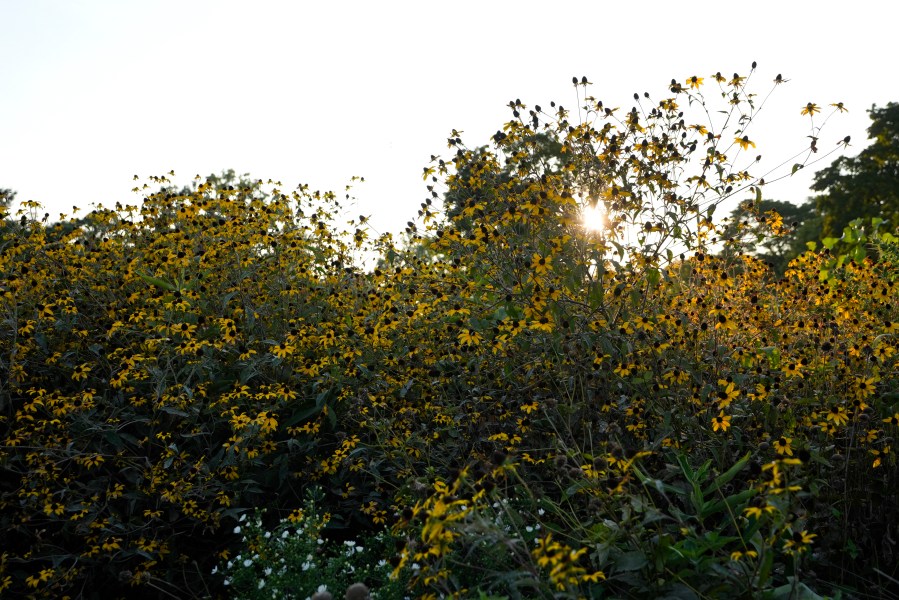 A meadow is visible in Detroit, Tuesday, Sept. 10, 2024. (AP Photo/Paul Sancya)