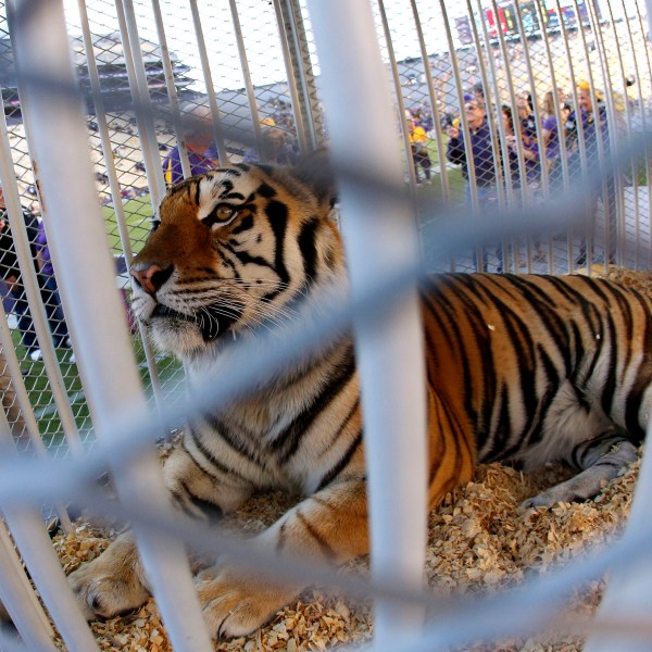 FILE - Louisiana State University's mascot, Mike the Tiger, is seen on the field before the NCAA college football game against Furman in Baton Rouge, La., Oct. 26, 2013. (AP Photo/Jonathan Bachman, File)