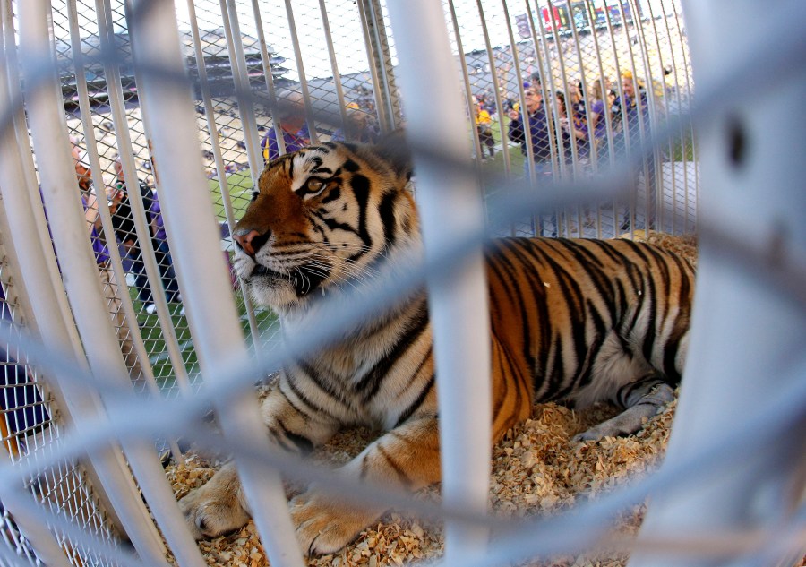 FILE - Louisiana State University's mascot, Mike the Tiger, is seen on the field before the NCAA college football game against Furman in Baton Rouge, La., Oct. 26, 2013. (AP Photo/Jonathan Bachman, File)