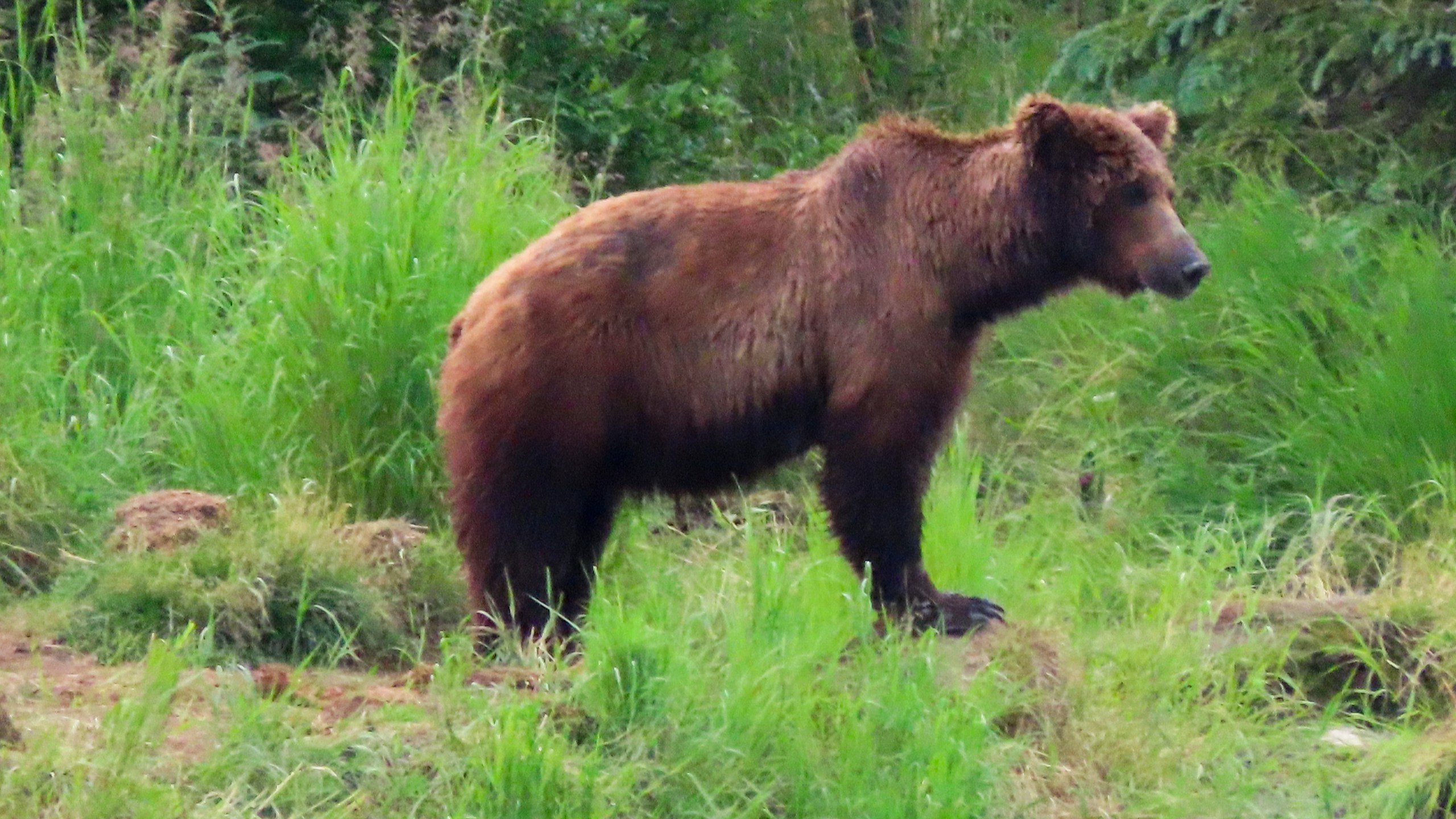 This image provided by the National Park Service shows bear 504 at Katmai National Park in Alaska on June 26, 2024. (T. Carmack/National Park Service via AP)