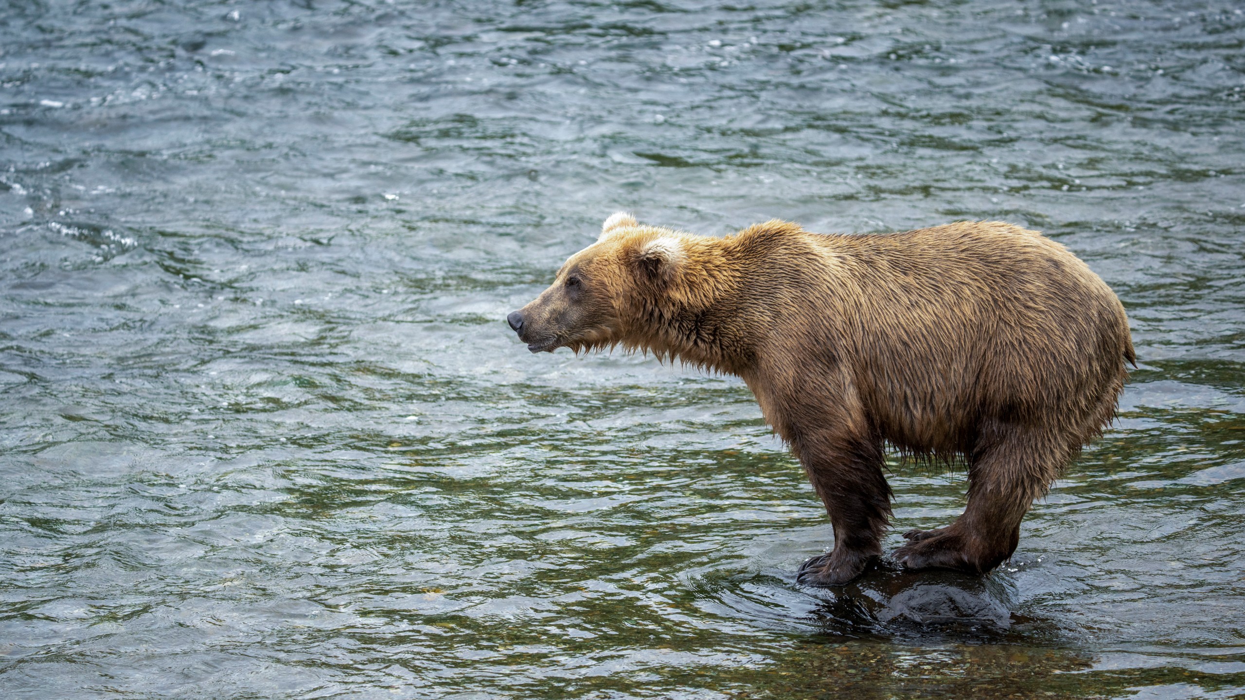 This image provided by the National Park Service shows bear 909 at Katmai National Park in Alaska on July 6, 2024. (K. Moore/National Park Service via AP)