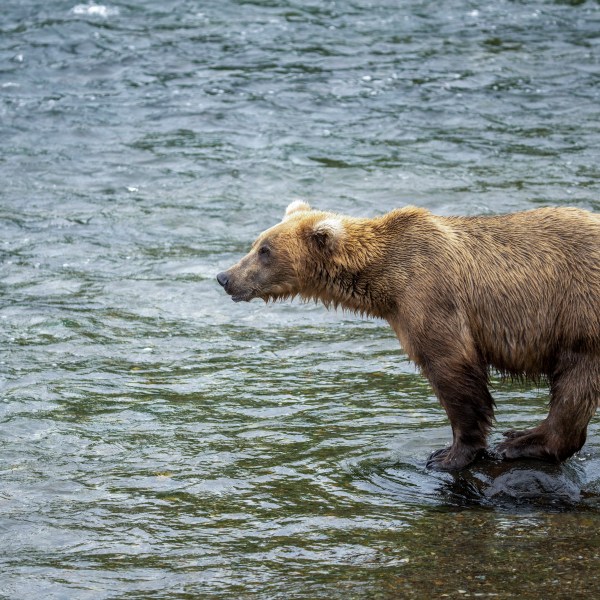 This image provided by the National Park Service shows bear 909 at Katmai National Park in Alaska on July 6, 2024. (K. Moore/National Park Service via AP)