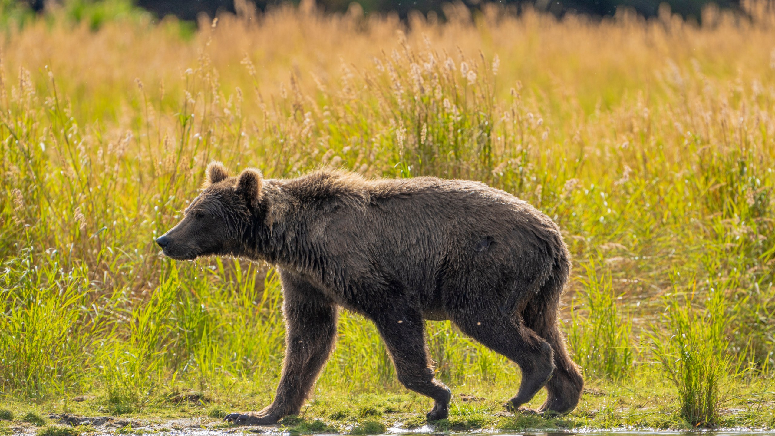 This image provided by the National Park Service shows bear 519 at Katmai National Park in Alaska on Sept. 12, 2024. (F. Jimenez/National Park Service via AP)