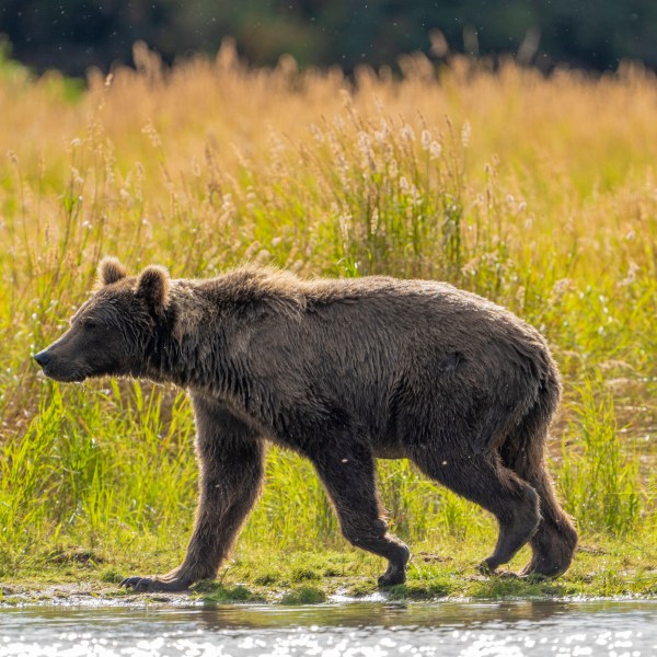 This image provided by the National Park Service shows bear 519 at Katmai National Park in Alaska on Sept. 12, 2024. (F. Jimenez/National Park Service via AP)