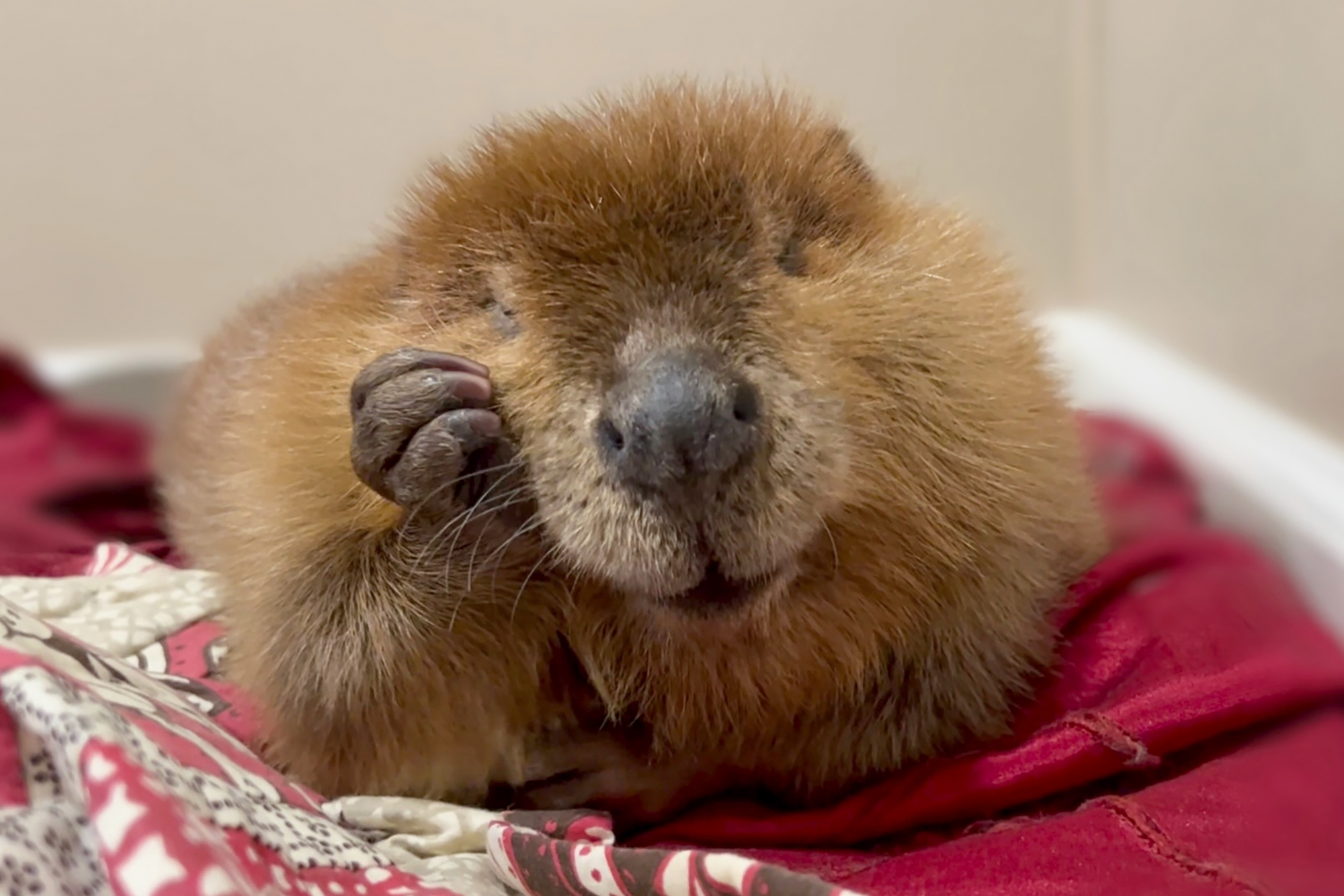 This photo provided by Newhouse Wildlife Rescue in October 2024, shows Nimi, a one-year-old beaver, at the Newhouse Wildlife Rescue in Chelmsford, Mass. (Jane Newhouse/Newhouse Wildlife Rescue via AP)