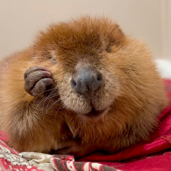 This photo provided by Newhouse Wildlife Rescue in October 2024, shows Nimi, a one-year-old beaver, at the Newhouse Wildlife Rescue in Chelmsford, Mass. (Jane Newhouse/Newhouse Wildlife Rescue via AP)