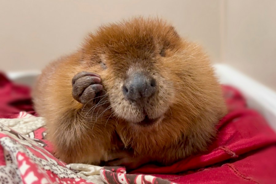 This photo provided by Newhouse Wildlife Rescue in October 2024, shows Nimi, a one-year-old beaver, at the Newhouse Wildlife Rescue in Chelmsford, Mass. (Jane Newhouse/Newhouse Wildlife Rescue via AP)