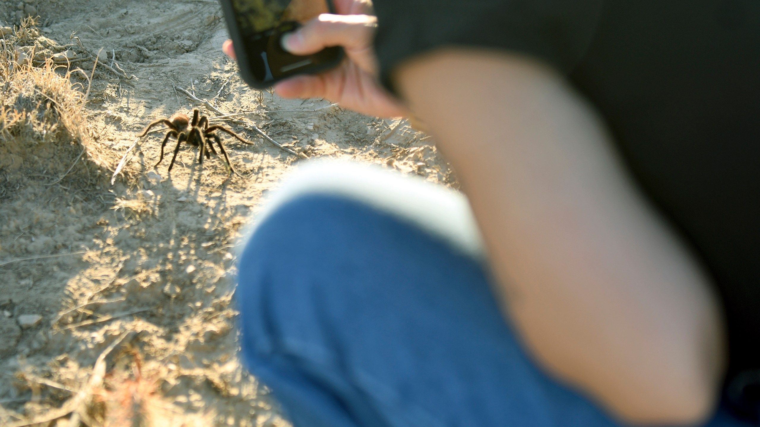 A tourist photographs a male tarantula looking for a mate on the plains near La Junta, Colo., on Saturday, Sept. 28, 2024. (AP Photo/Thomas Peipert)