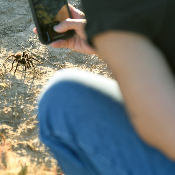 A tourist photographs a male tarantula looking for a mate on the plains near La Junta, Colo., on Saturday, Sept. 28, 2024. (AP Photo/Thomas Peipert)