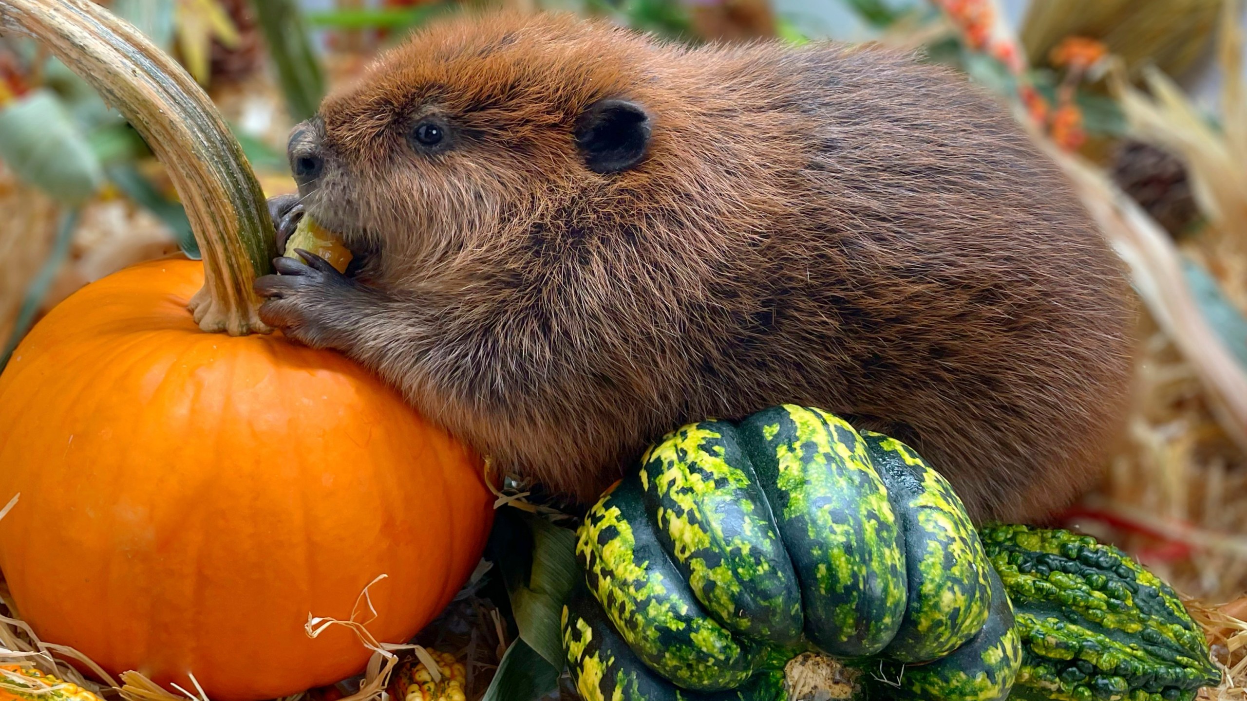 This photo provided by Newhouse Wildlife Rescue shows Nibi, a 1-year-old beaver, at the Newhouse Wildlife Rescue in Chelmsford, Mass., in approximately 2023. (Jane Newhouse/Newhouse Wildlife Rescue via AP)