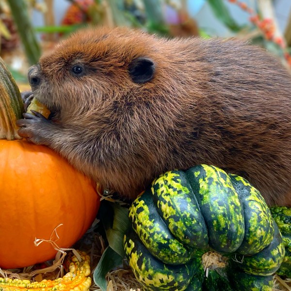 This photo provided by Newhouse Wildlife Rescue shows Nibi, a 1-year-old beaver, at the Newhouse Wildlife Rescue in Chelmsford, Mass., in approximately 2023. (Jane Newhouse/Newhouse Wildlife Rescue via AP)