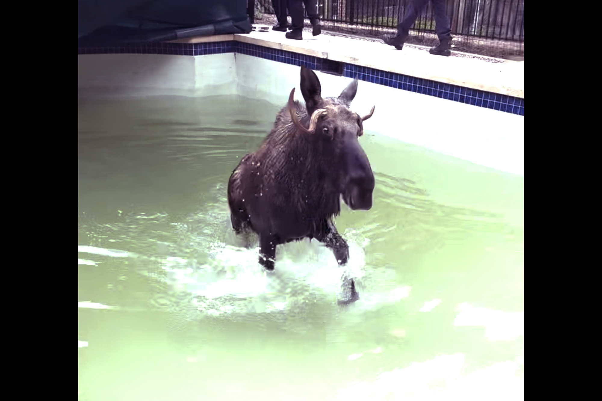 This image taken from video provided by the Bedford, N.H., Police Department, shows a moose being freed after it was stuck in a residential swimming pool, Thursday Oct. 3, 2024, in Bedford. (Bedford Police Department via AP)