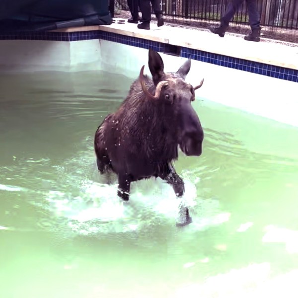 This image taken from video provided by the Bedford, N.H., Police Department, shows a moose being freed after it was stuck in a residential swimming pool, Thursday Oct. 3, 2024, in Bedford. (Bedford Police Department via AP)