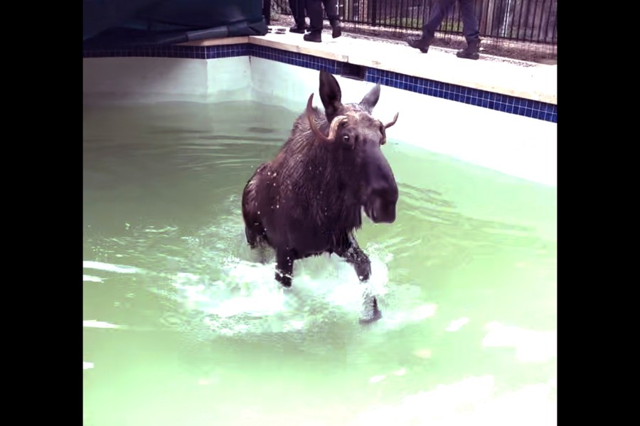 This image taken from video provided by the Bedford, N.H., Police Department, shows a moose being freed after it was stuck in a residential swimming pool, Thursday Oct. 3, 2024, in Bedford. (Bedford Police Department via AP)