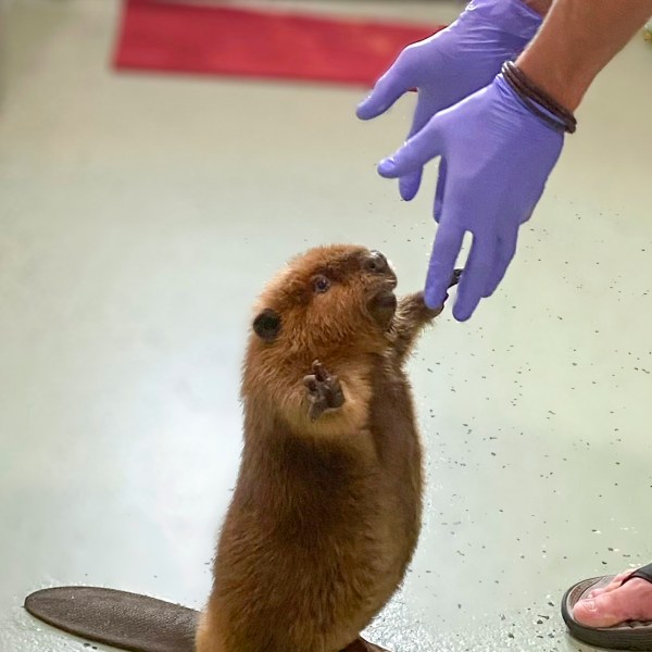 This photo provided by Newhouse Wildlife Rescue shows Nibi as a kit at the Newhouse Wildlife Rescue in Chelmsford, Mass., in approximately 2022. (Jane Newhouse/Newhouse Wildlife Rescue via AP)