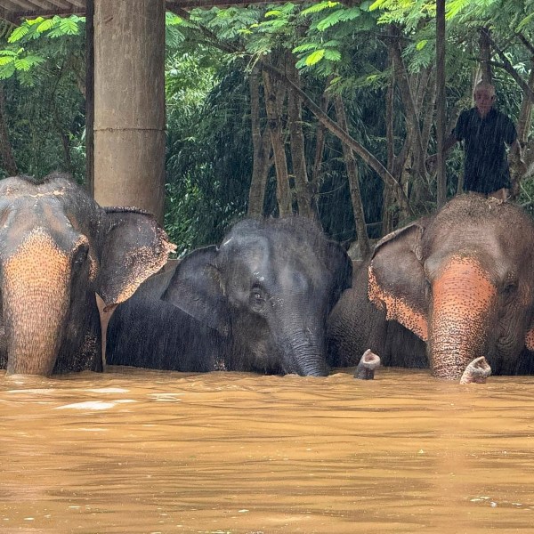 This photo provided by the Elephant Nature Park shows three of the roughly 100 elephants who are stuck in rising flood waters at the park in Chiang Mai Province, Thailand, Thursday, Oct. 3, 2024. (Darrick Thompson/Elephant Nature Park Via AP)