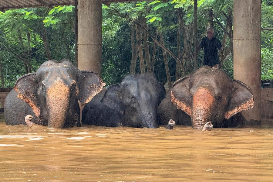 This photo provided by the Elephant Nature Park shows three of the roughly 100 elephants who are stuck in rising flood waters at the park in Chiang Mai Province, Thailand, Thursday, Oct. 3, 2024. (Darrick Thompson/Elephant Nature Park Via AP)