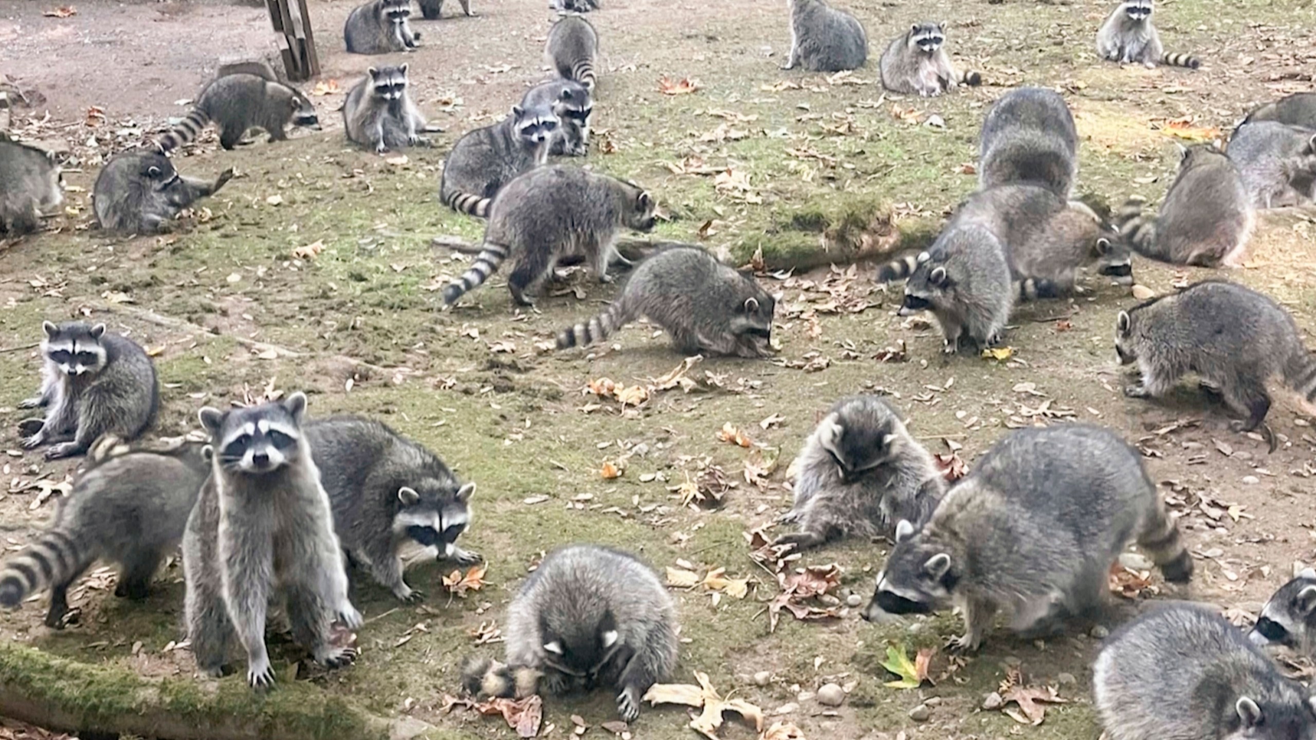 This image made from a video provided by the Kitsap County Sheriff's Office shows a large group of raccoons on a woman's property in Poulsbo, Wash. (Kitsap County Sheriff's Office via AP)