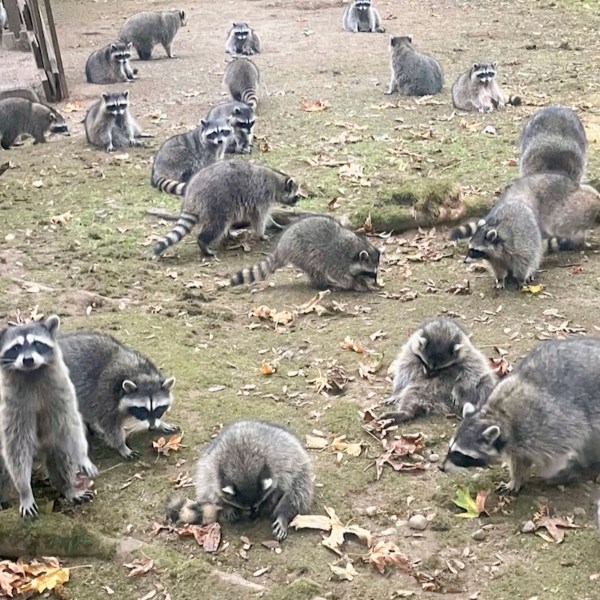 This image made from a video provided by the Kitsap County Sheriff's Office shows a large group of raccoons on a woman's property in Poulsbo, Wash. (Kitsap County Sheriff's Office via AP)