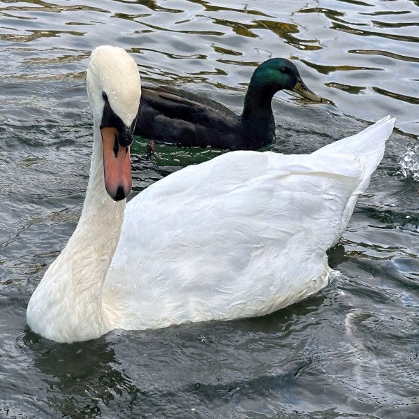 A mute swans swims with ducks in Manlius Swan Pond, in Manlius, N.Y., Sept. 17, 2024 (AP Photo/Carolyn Thompson)