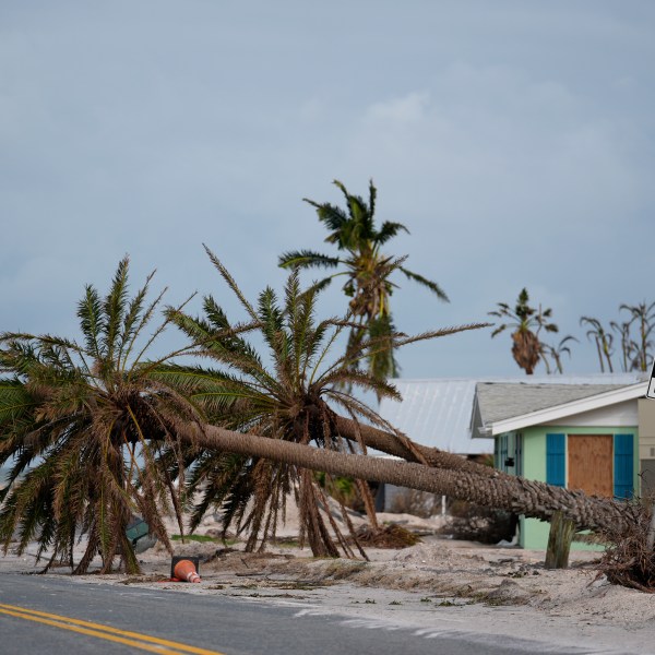 Toppled palm trees lie along the road after the passage of Hurricane Milton, in Bradenton Beach on Anna Maria Island, Fla., Thursday, Oct. 10, 2024. (AP Photo/Rebecca Blackwell)