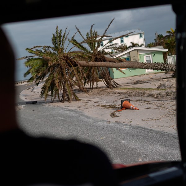 FILE - Toppled palm tress lie alongside a road in Bradenton Beach on Anna Maria Island, Fla., Oct. 10, 2024. (AP Photo/Rebecca Blackwell, File)