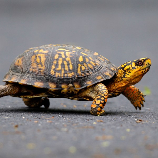 FILE - A male Eastern Box Turtle moves across a path at Wildwood Lake Sanctuary in Harrisburg, Pa., May, 2, 2009. (AP Photo/Carolyn Kaster, File)