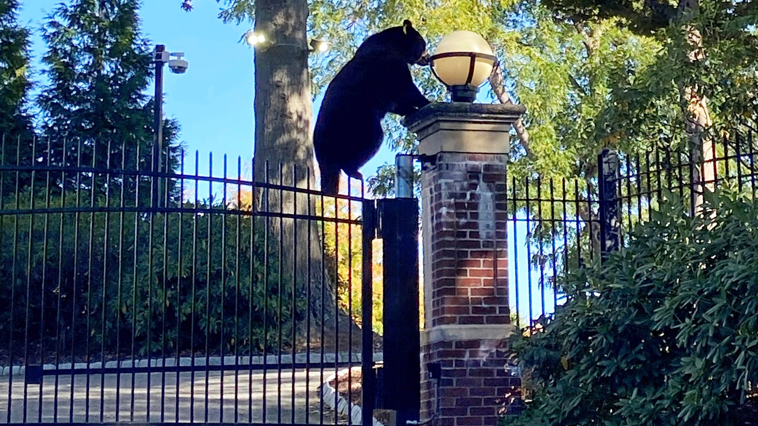 This Oct. 5, 2024 photo shows a black bear climbing the gate of the Governor's Residence, in Hartford, Conn. (Courtesy of Joanna Kornafel via AP)