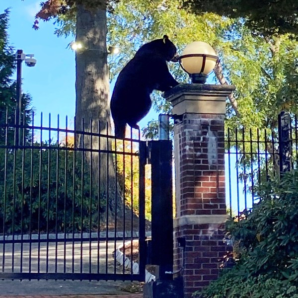 This Oct. 5, 2024 photo shows a black bear climbing the gate of the Governor's Residence, in Hartford, Conn. (Courtesy of Joanna Kornafel via AP)