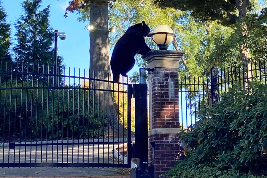 This Oct. 5, 2024 photo shows a black bear climbing the gate of the Governor's Residence, in Hartford, Conn. (Courtesy of Joanna Kornafel via AP)