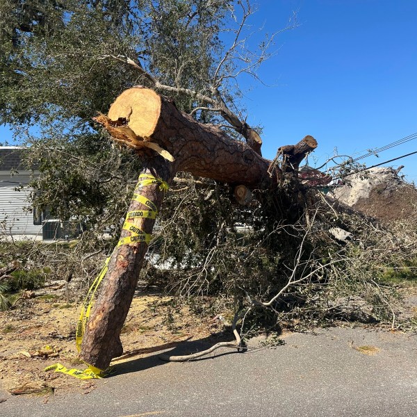 A large fallen tree pins down power lines in Ellenton, Fla., on Monday, Oct. 14, 2024. (AP Photo/Russ Bynum)