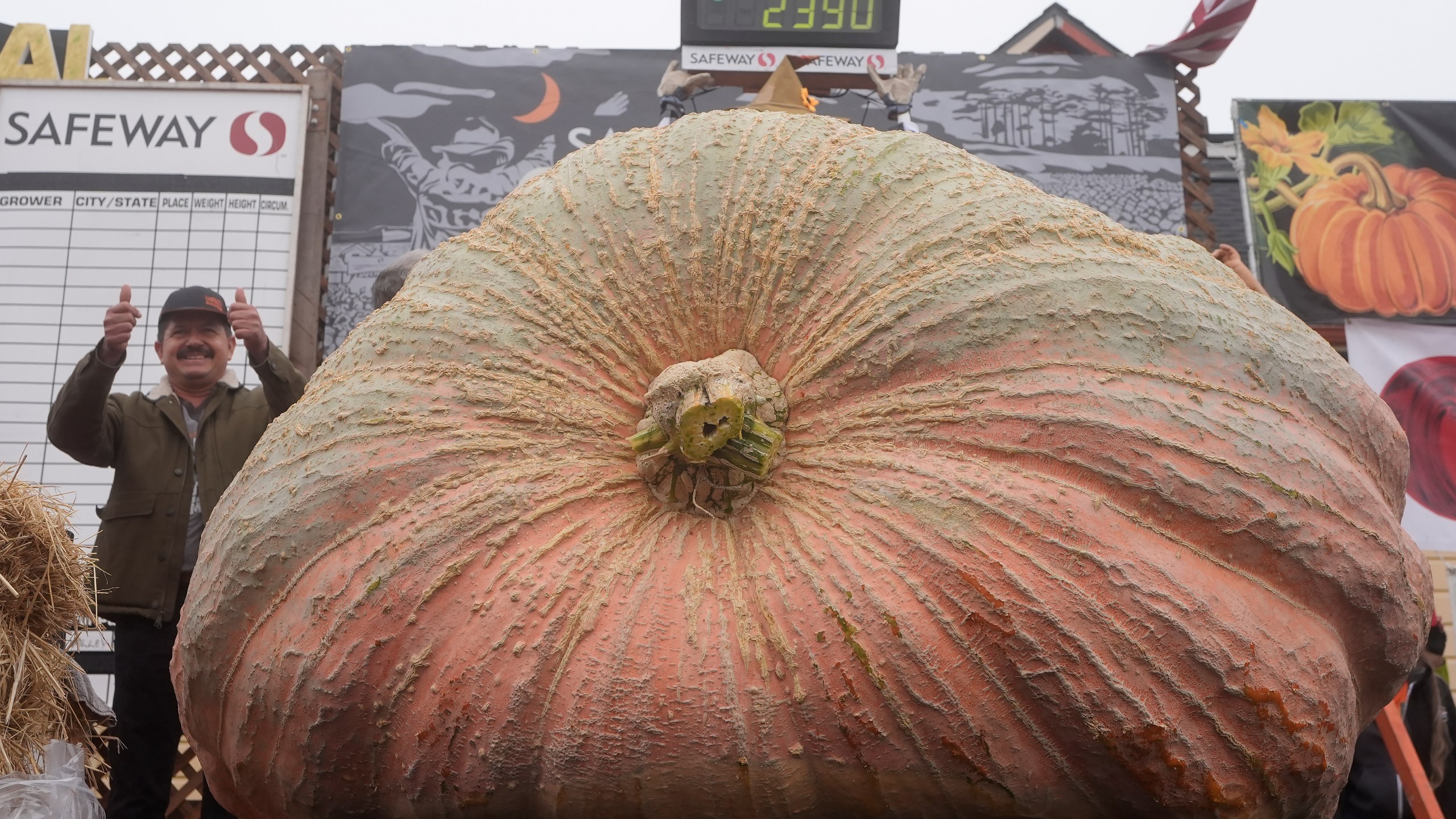 Leonardo Urena, of Napa, celebrates after his pumpkin weighed in at 2,390 pounds at the Safeway World Championship Pumpkin Weigh-Off in Half Moon Bay, Calif., Monday, Oct. 14, 2024. (AP Photo/Jeff Chiu)