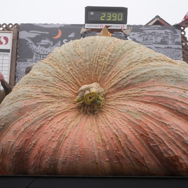 Leonardo Urena, of Napa, celebrates after his pumpkin weighed in at 2,390 pounds at the Safeway World Championship Pumpkin Weigh-Off in Half Moon Bay, Calif., Monday, Oct. 14, 2024. (AP Photo/Jeff Chiu)