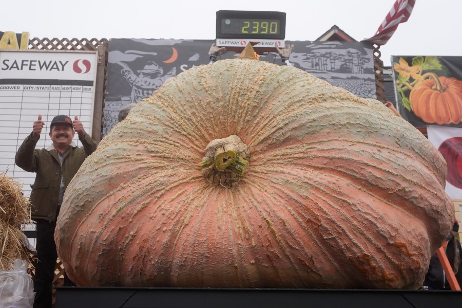 Leonardo Urena, of Napa, celebrates after his pumpkin weighed in at 2,390 pounds at the Safeway World Championship Pumpkin Weigh-Off in Half Moon Bay, Calif., Monday, Oct. 14, 2024. (AP Photo/Jeff Chiu)