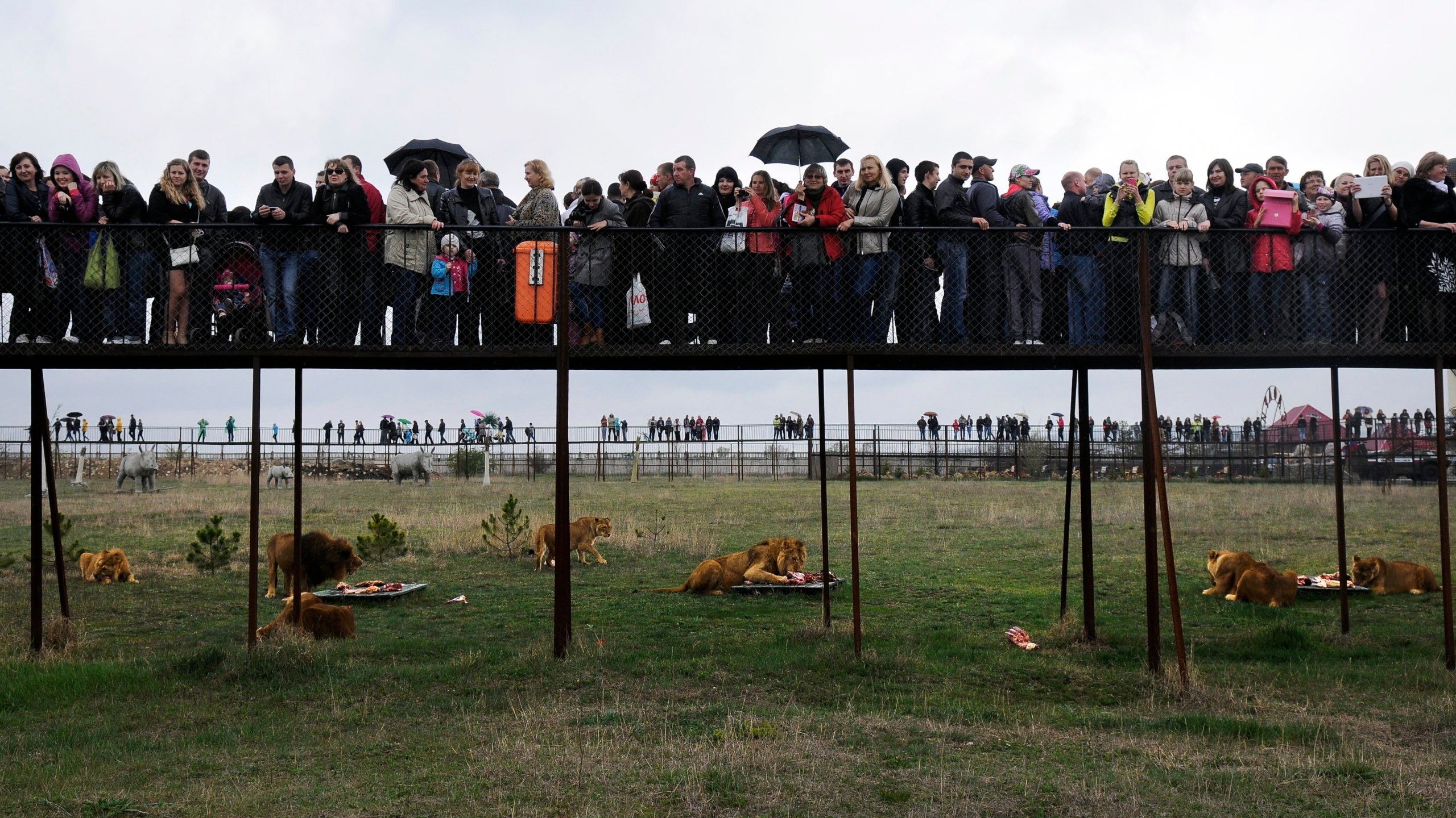 FILE - Visitors watch the lions in the Taigan Safari Park, about 50 km (31 miles) east of Simferopol, Crimea, April 12, 2014. (AP Photo/Alexander Polegenko, File)