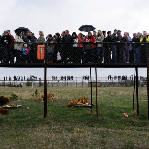 FILE - Visitors watch the lions in the Taigan Safari Park, about 50 km (31 miles) east of Simferopol, Crimea, April 12, 2014. (AP Photo/Alexander Polegenko, File)