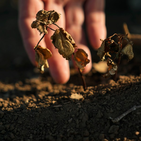 FILE - Cotton that did not survive amid a drought is shown on the farm of Barry Evans on Monday, Oct. 3, 2022, in Kress, Texas. (AP Photo/Eric Gay, File)