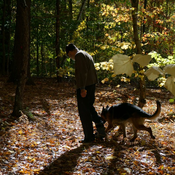 Brother Luke, an Orthodox Christian monk, takes his German shepherds for a walk on the mountainside trails around the monastery of New Skete, which for decades has run both a dog breeding and a dog training program outside Cambridge, N.Y., on Oct. 12, 2024. (AP Photo/Giovanna Dell’Orto)