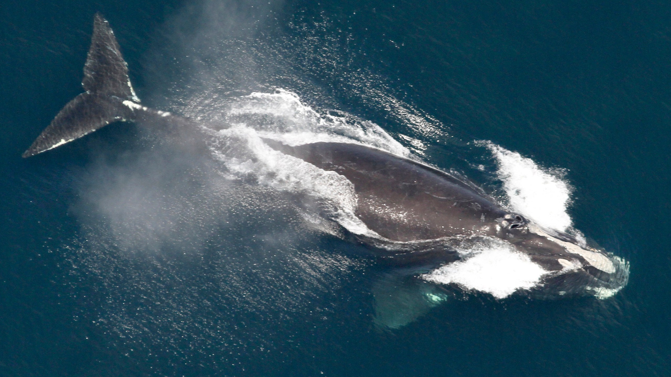 FILE - This image provided by NOAA, shows a North Atlantic right whale in the waters off New England, May 25, 2024. (NOAA via AP, File)