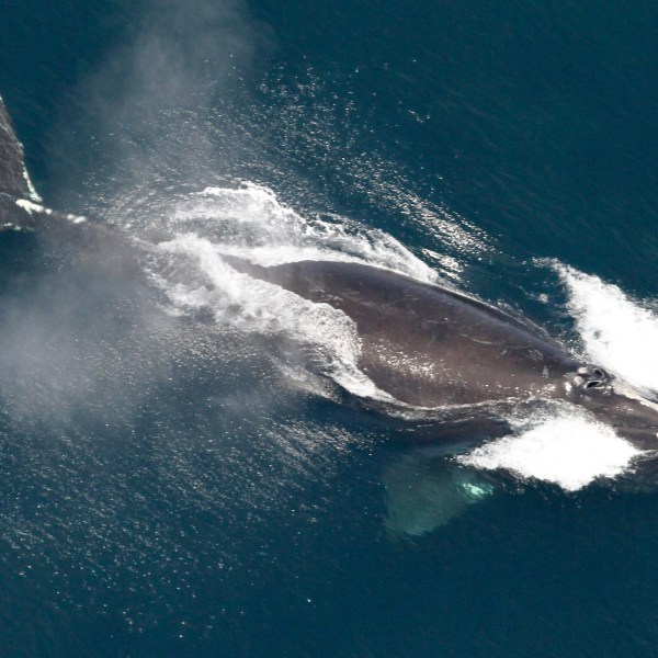 FILE - This image provided by NOAA, shows a North Atlantic right whale in the waters off New England, May 25, 2024. (NOAA via AP, File)