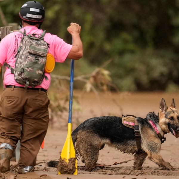 A search and rescue dog and handler searches for victims in deep mud in the aftermath of Hurricane Helene, Tuesday, Oct. 1, 2024, in Swannanoa, N.C. (AP Photo/Mike Stewart)