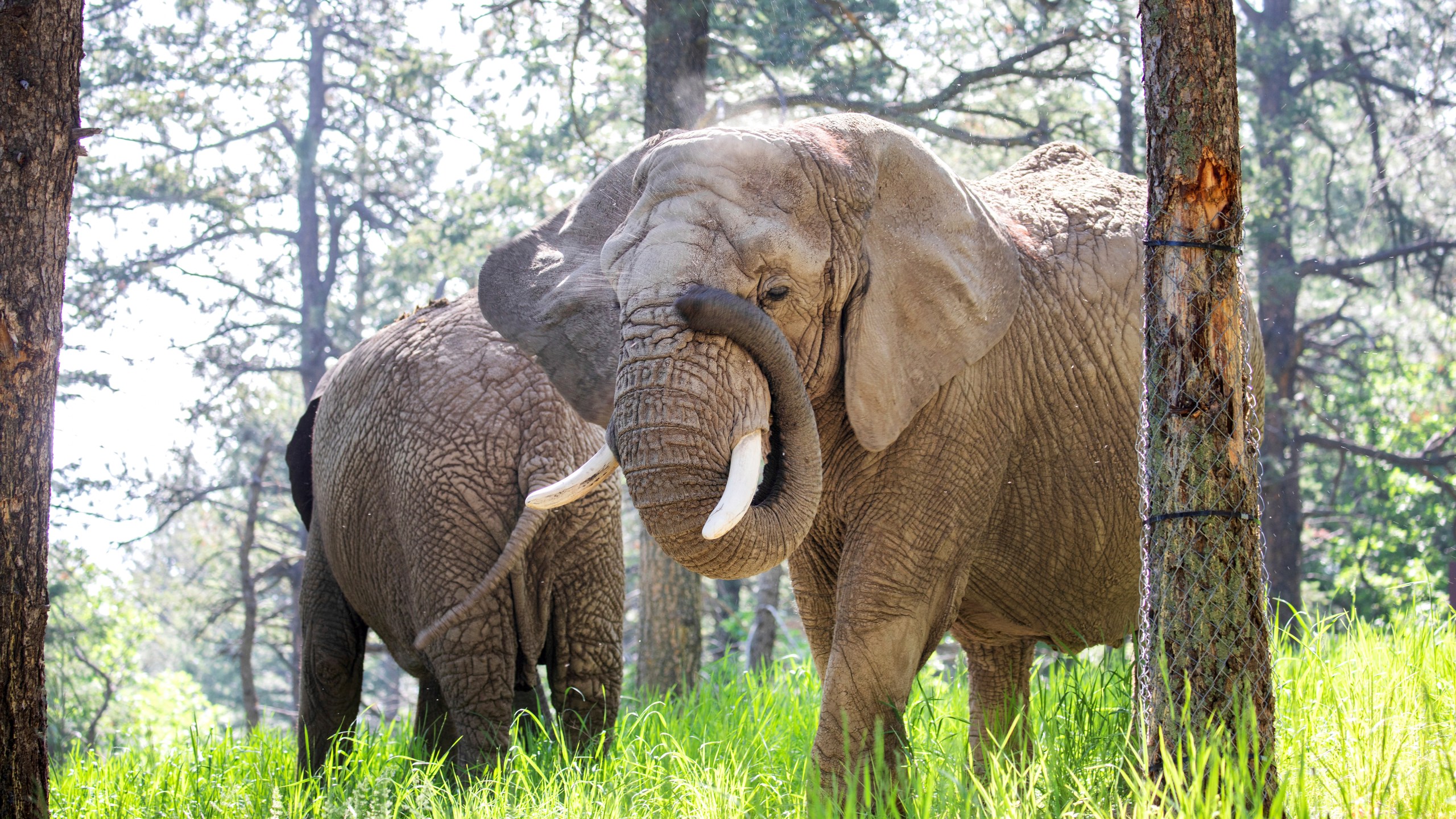 This undated photo provided by the Cheyenne Mountain Zoo shows elephants Kimba, front, and Lucky, back, at the Zoo in Colorado Springs, Colo. (Cheyenne Mountain Zoo via AP)