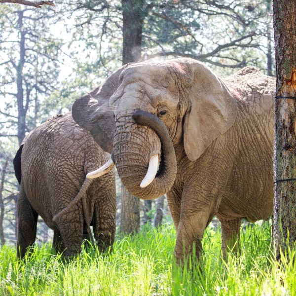 This undated photo provided by the Cheyenne Mountain Zoo shows elephants Kimba, front, and Lucky, back, at the Zoo in Colorado Springs, Colo. (Cheyenne Mountain Zoo via AP)