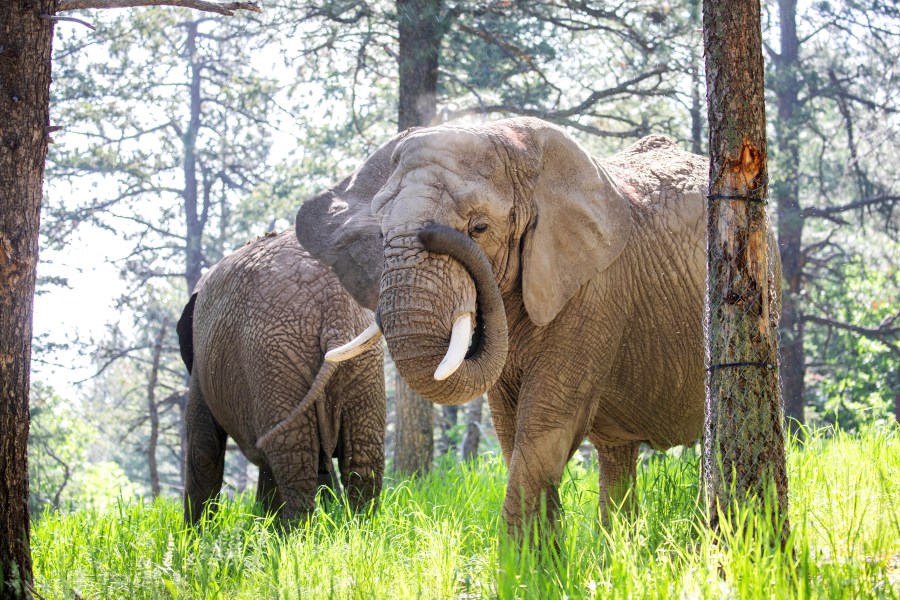 This undated photo provided by the Cheyenne Mountain Zoo shows elephants Kimba, front, and Lucky, back, at the Zoo in Colorado Springs, Colo. (Cheyenne Mountain Zoo via AP)